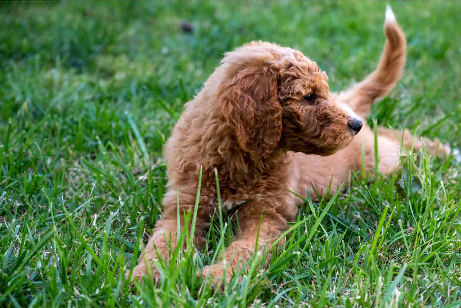 Goldendoodle lies on the grass and looks away