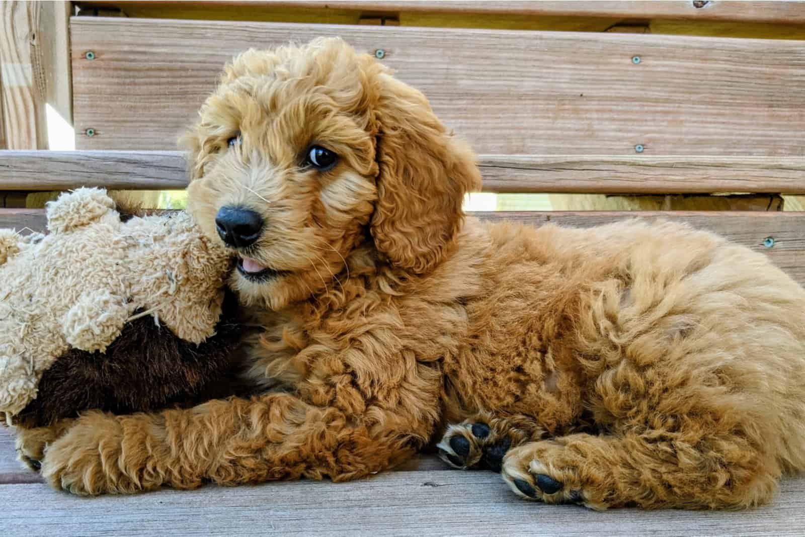 Goldendoodle plays with your toy