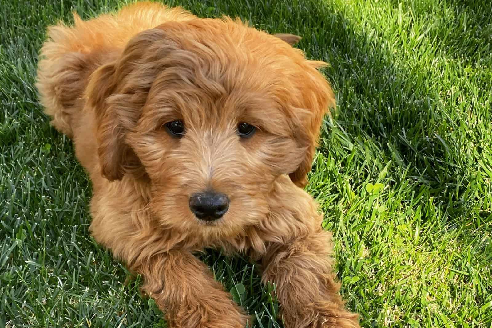Goldendoodle puppy lying on the grass