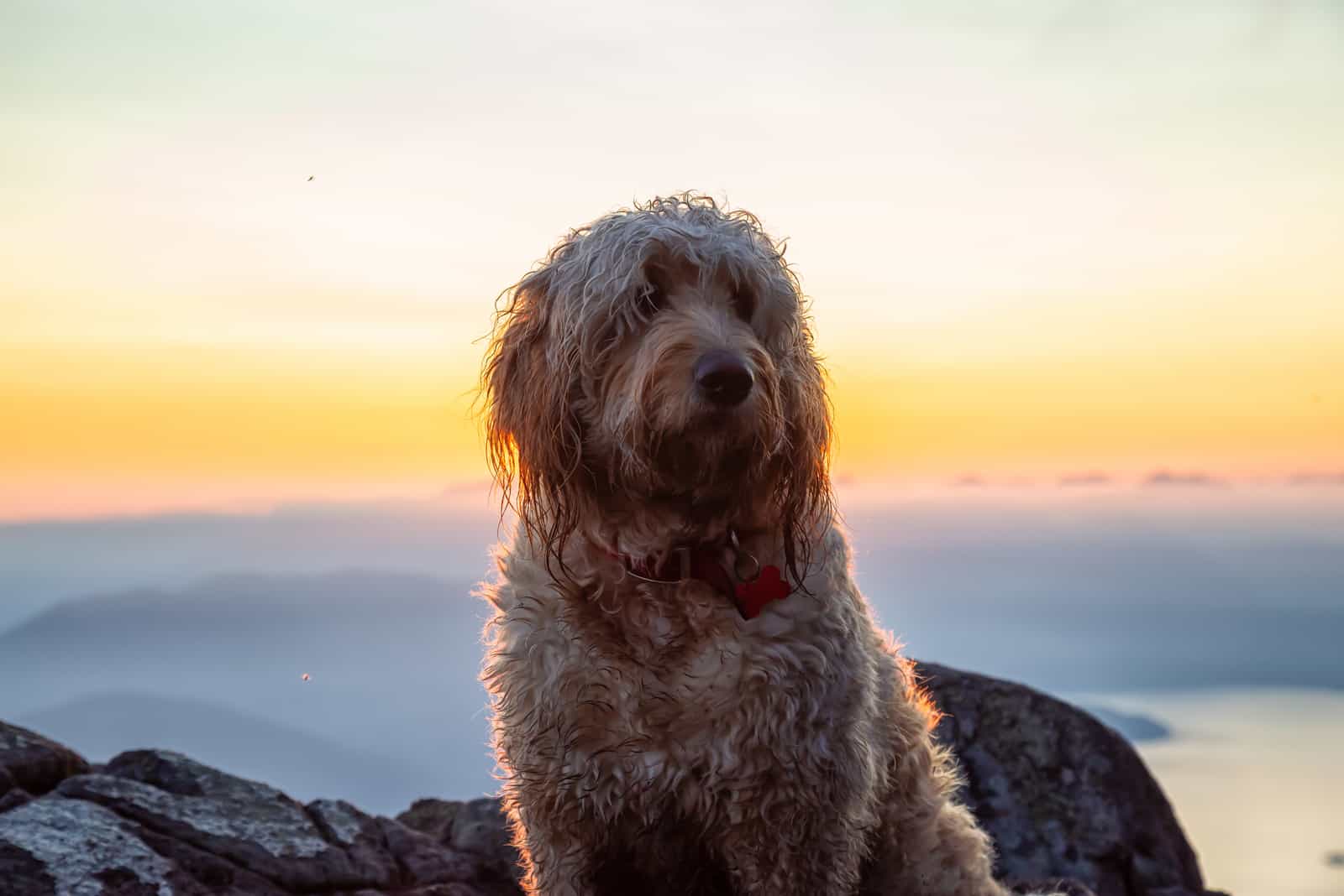 Goldendoodle stands on a rock
