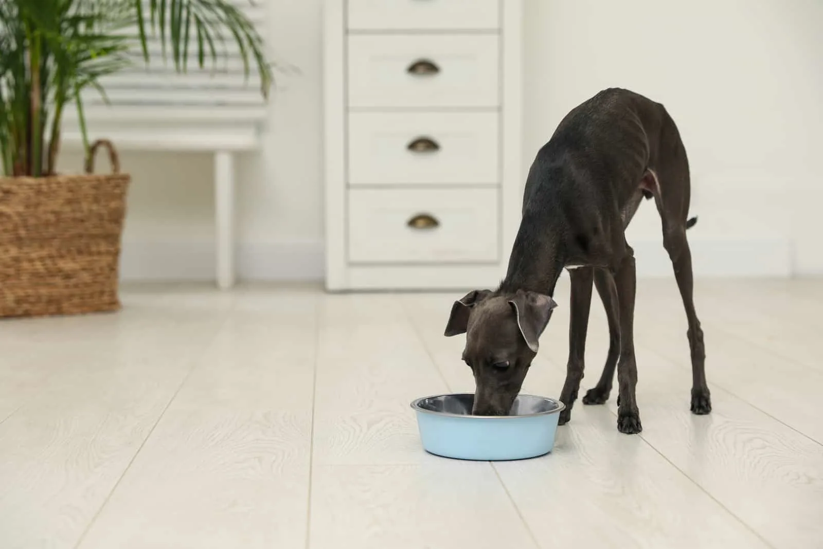 Greyhound eating food