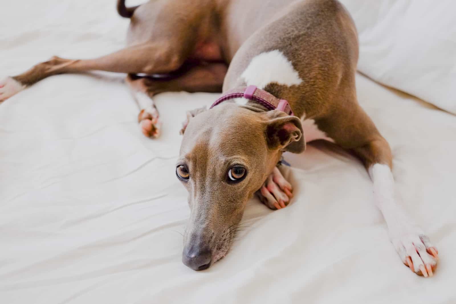 Greyhound on bed