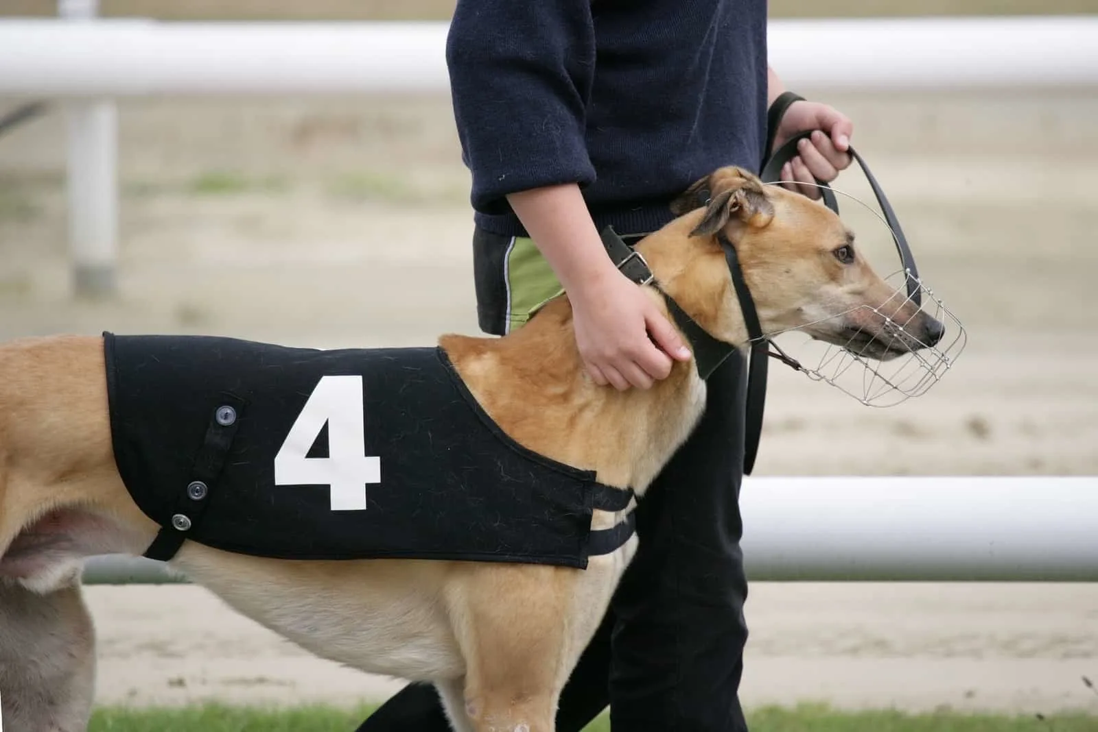 Greyhound ready for race