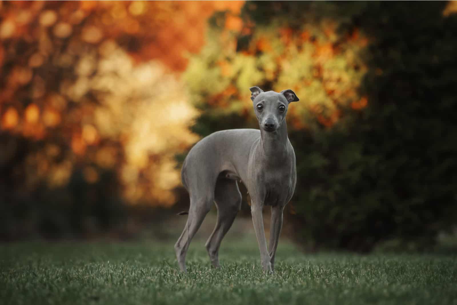 Greyhound standing on grass