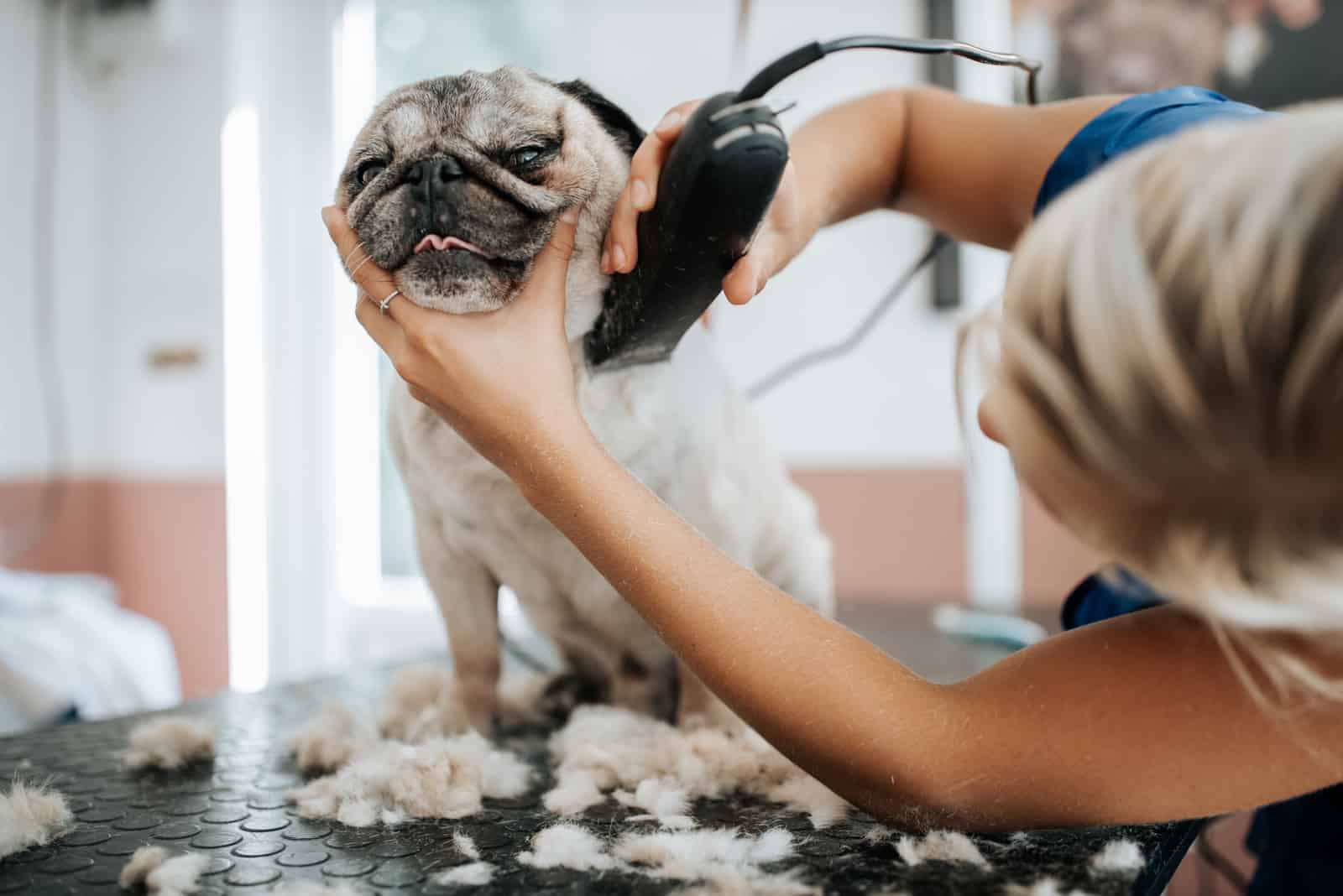 Grooming and washing pug bread dog in the saloon