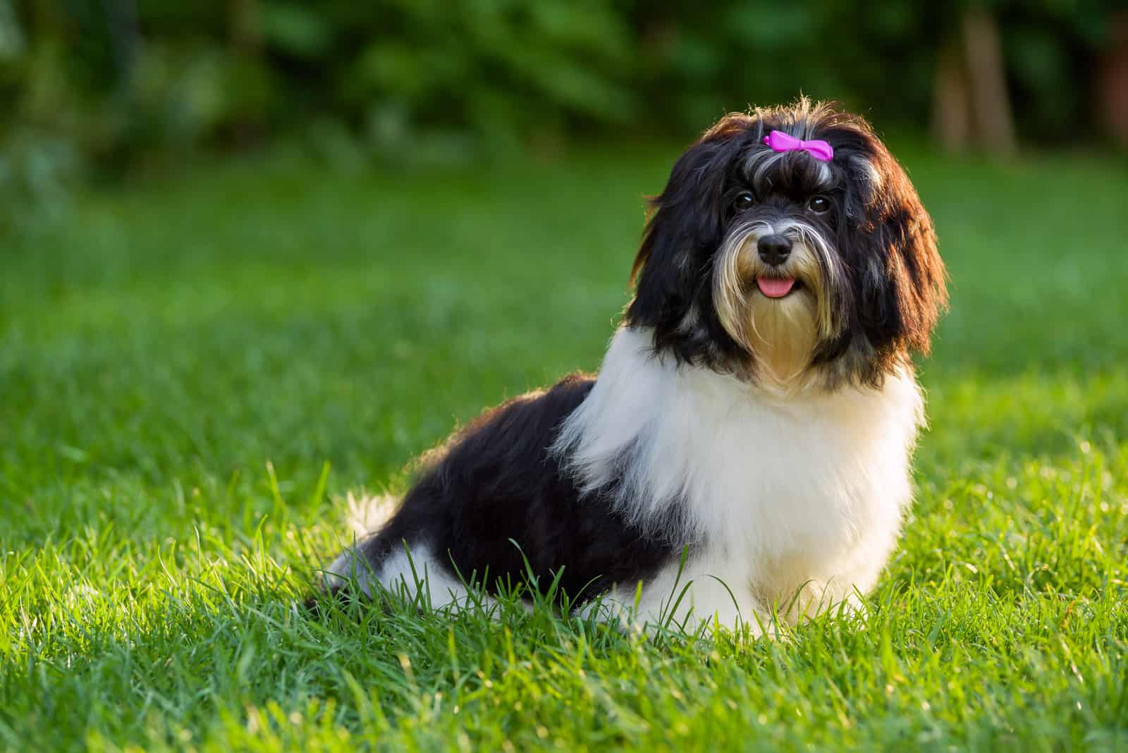 Happy little black and white havanese