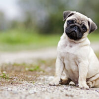 cute pug sitting outdoor and posing