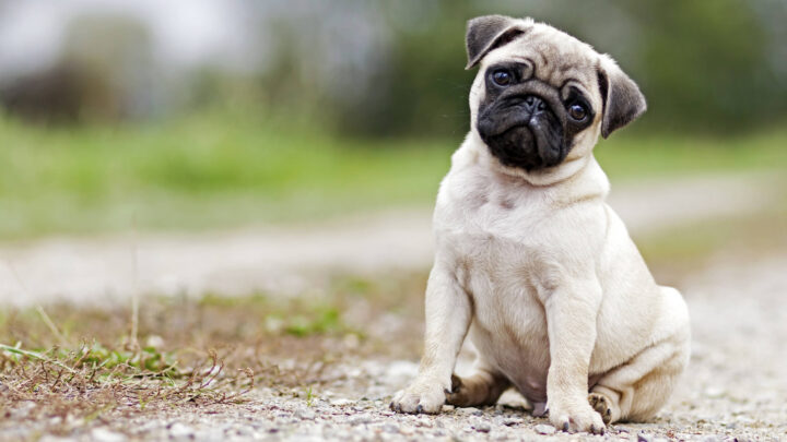 How Much Do Pugs Cost: Everything You Need To Know!