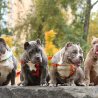 four american bullies