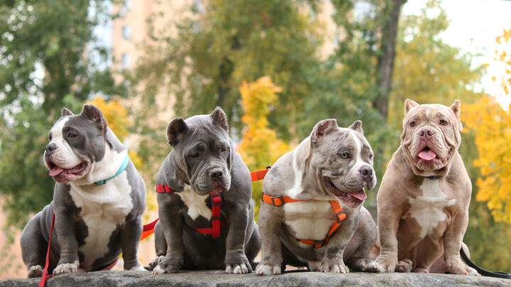 How Much Does An American Bully Cost? American Bully Puppy Price And Other Expenses