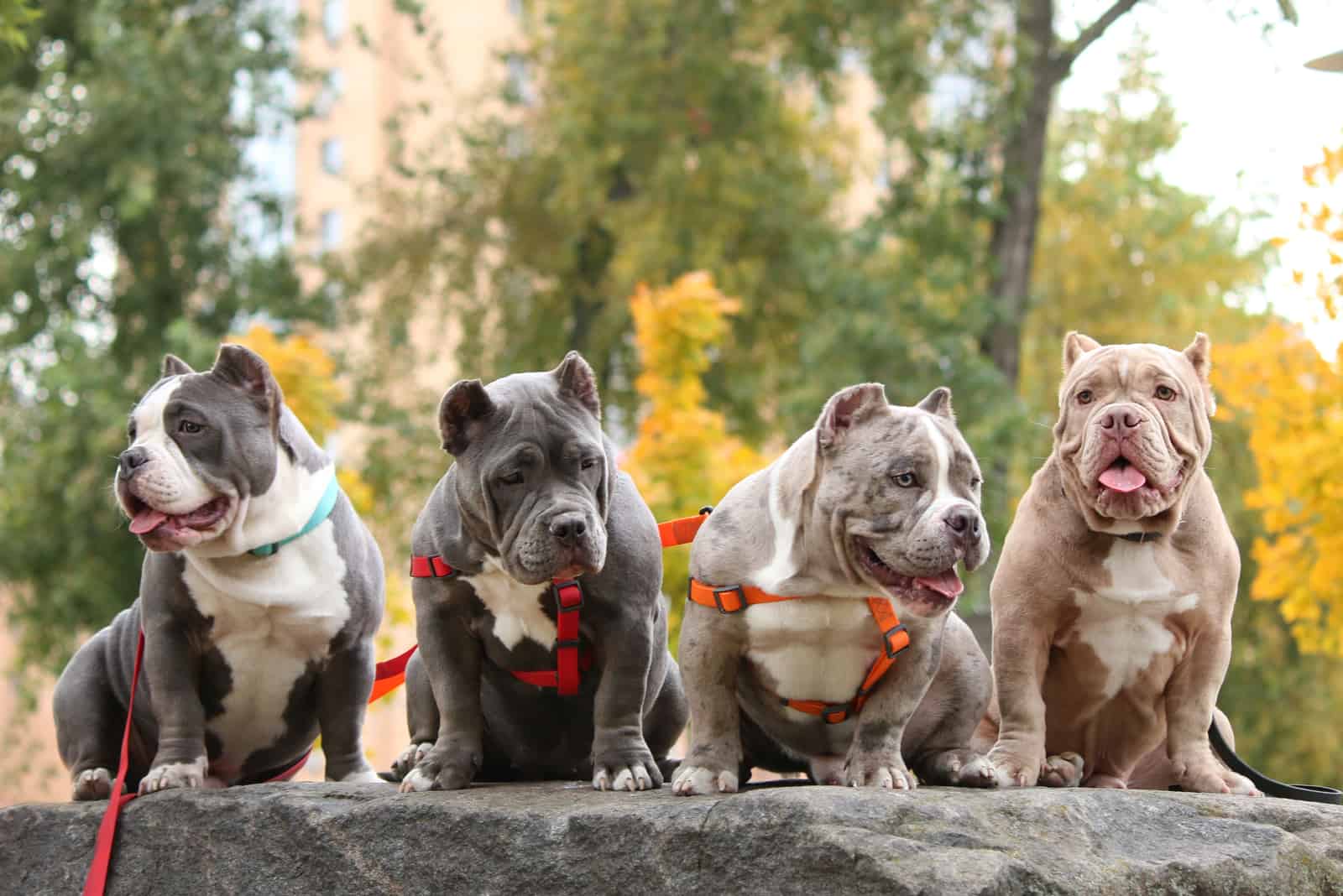 How Much Does An American Bully Cost? Expenses ...