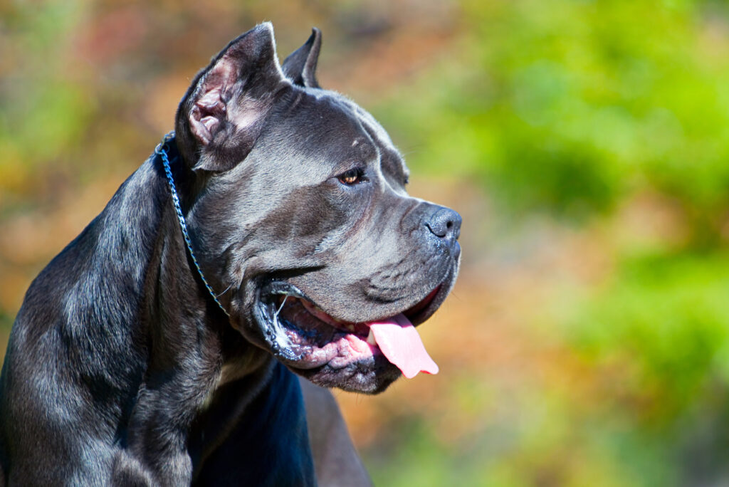 Top 10 Best Cane Corso Breeders In Ontario