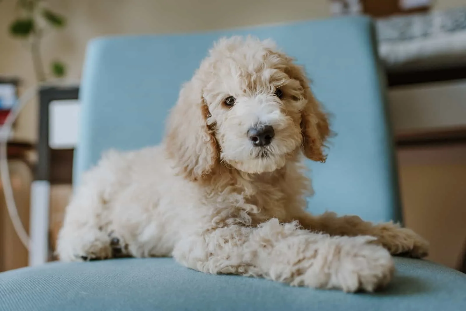 Labradoodle Puppy sitting on the chair