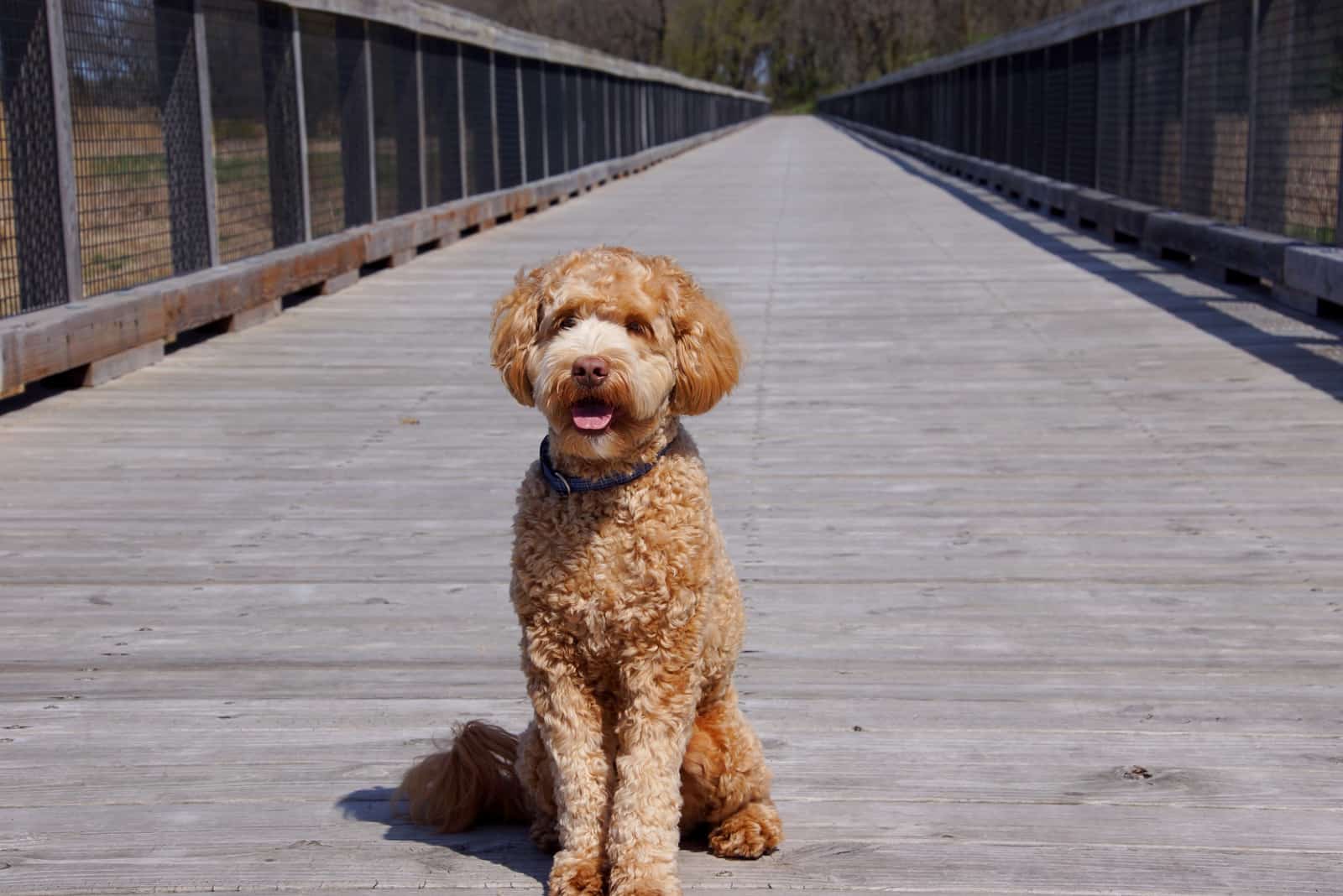 Labradoodle puppy on dock
