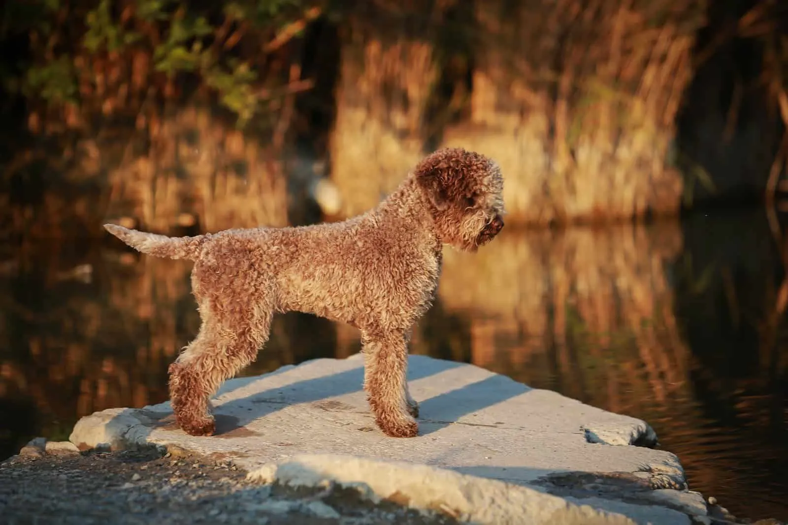 Lagotto Romagnolo dog in sunset near water 