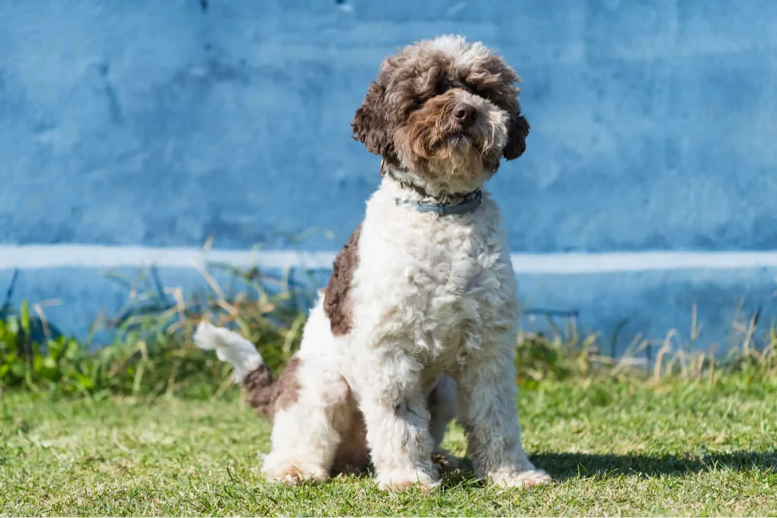 Lagotto Romagnolo dog sitting outdoor on the grass