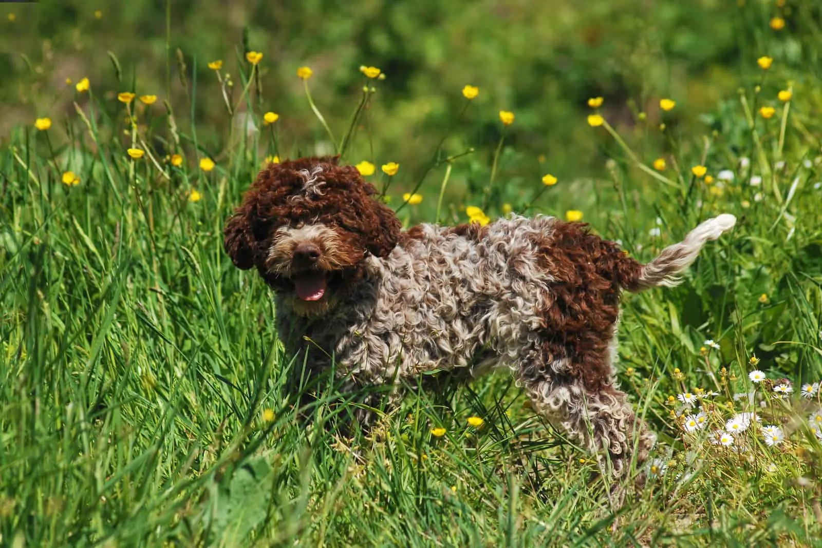 Lagotto Romagnolo puppy in the grass standing