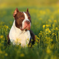 pitbull in a field