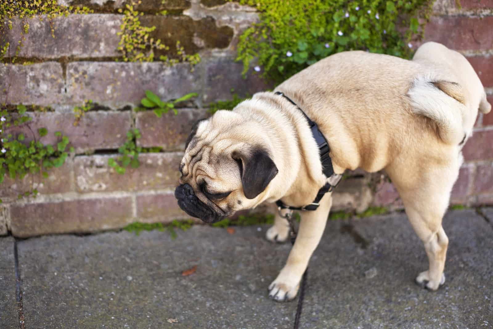 Male pug dog is pissing on the wall of red bricks