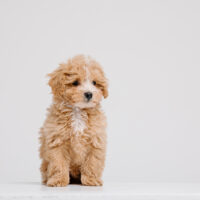 cute maltipoo