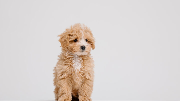 Maltipoo Growth Chart: How Large Will My Puppy Get?
