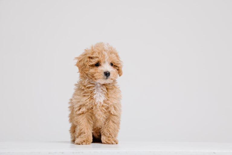 cute maltipoo
