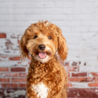 mini goldendoodle looking at camera