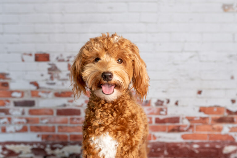 mini goldendoodle looking at camera