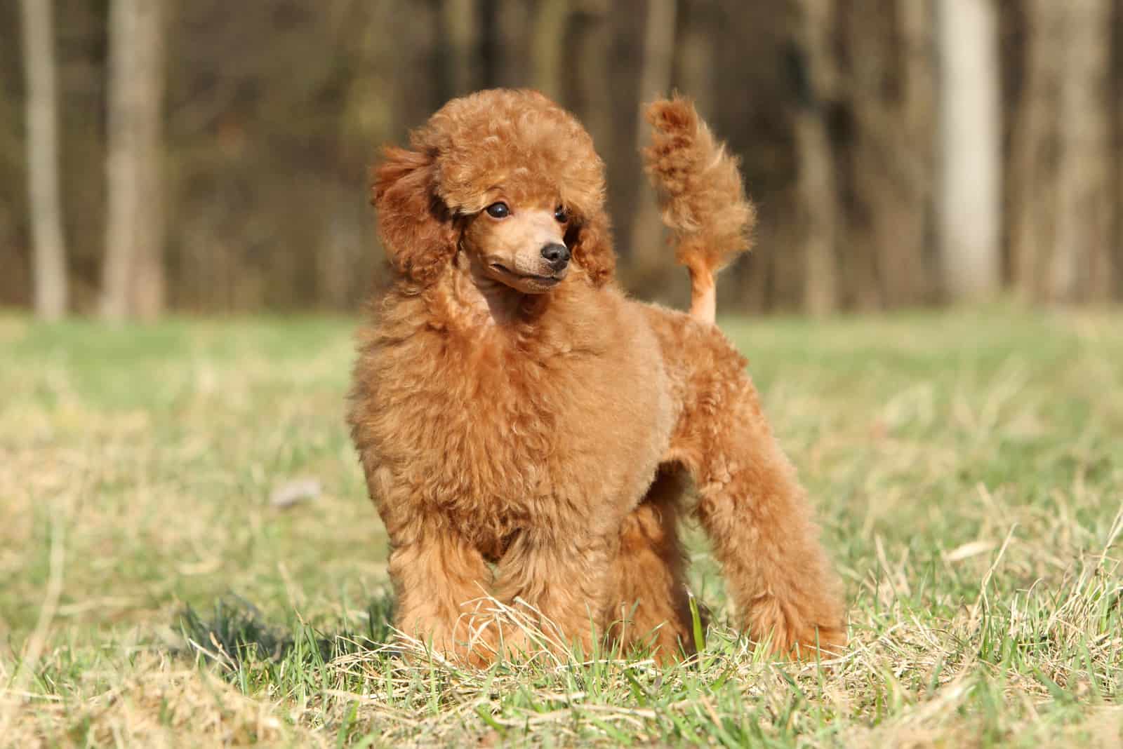 Miniature Poodle standing on grass