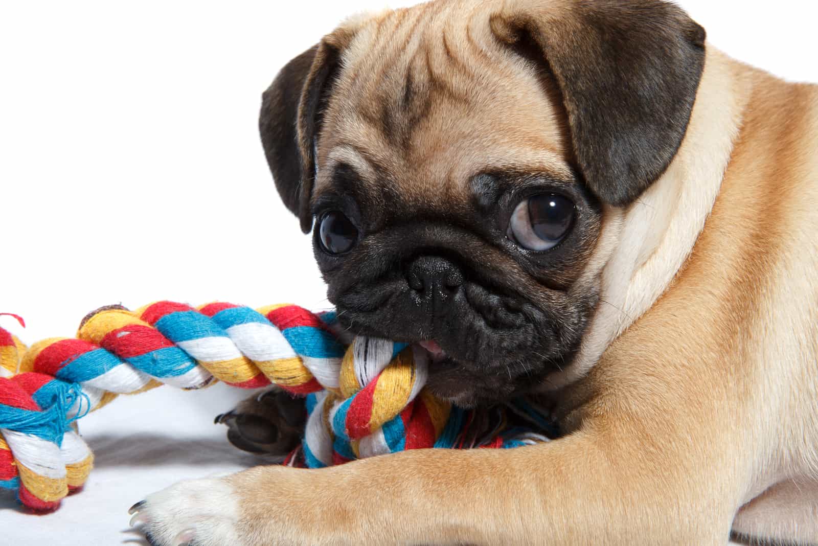 Pug biting colorful toy