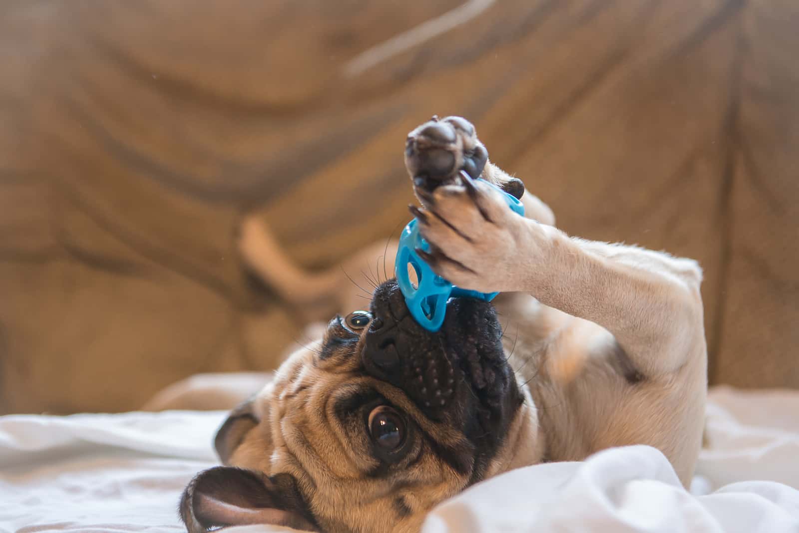 Pug playing with a blue ball on a white blanket