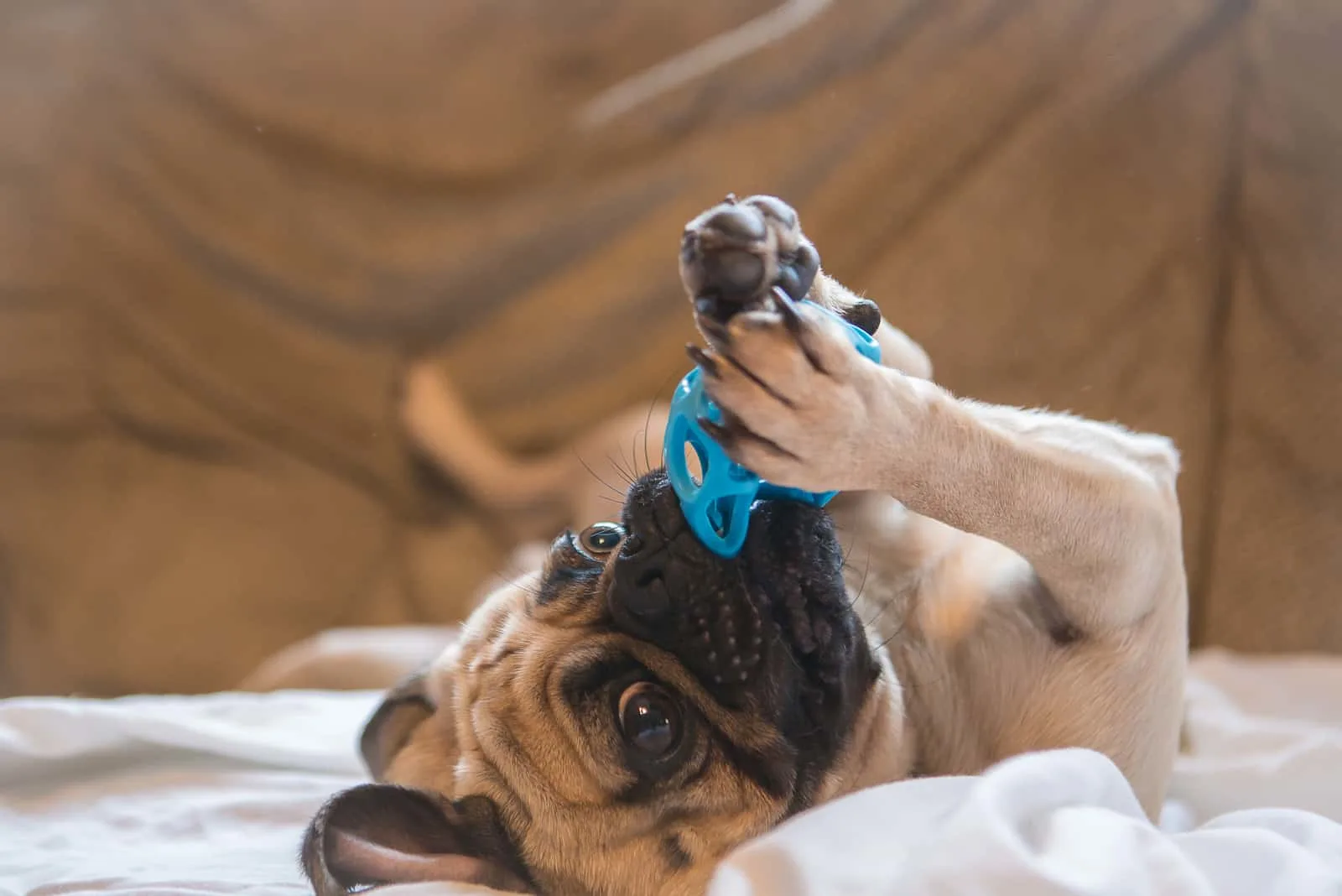 Pug playing with a blue ball on a white blanket