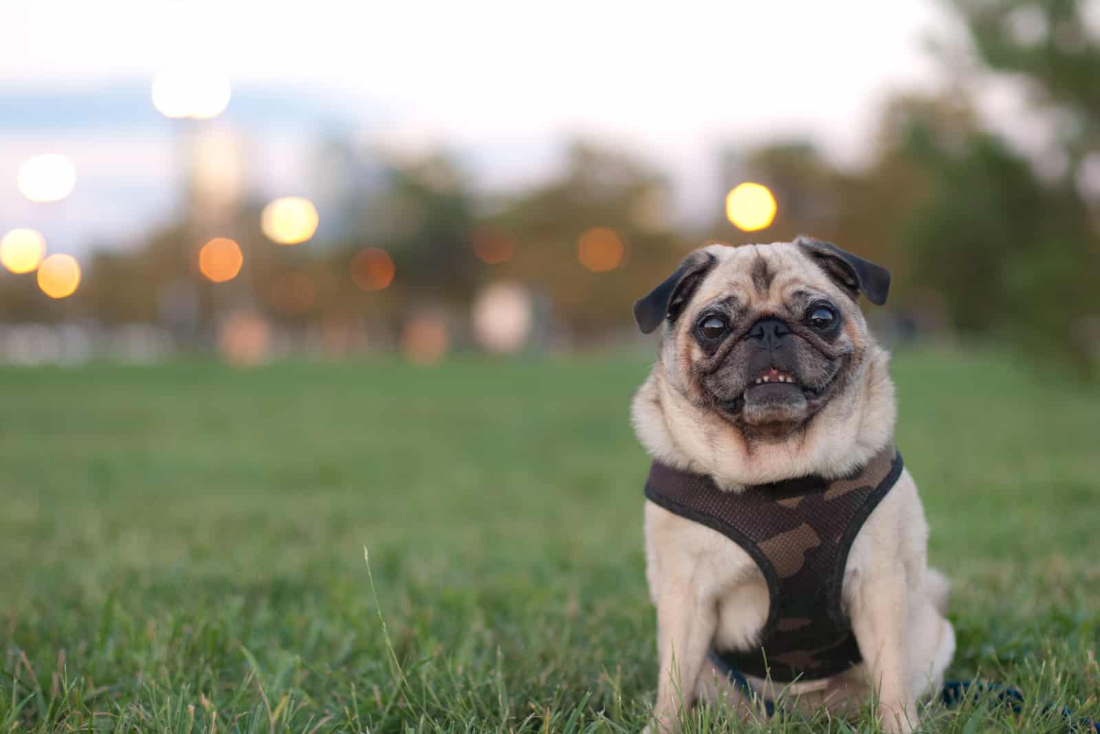 Pug sitting on grass wearing harness