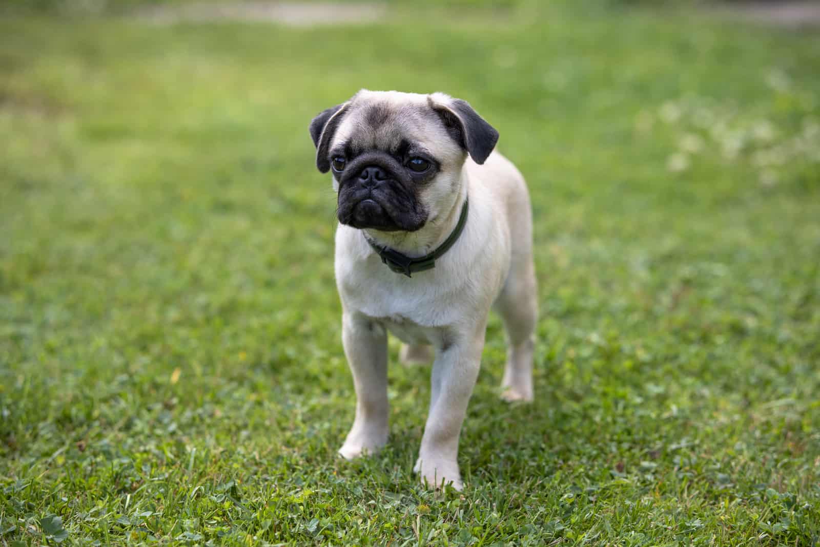 Pug standing on grass outside