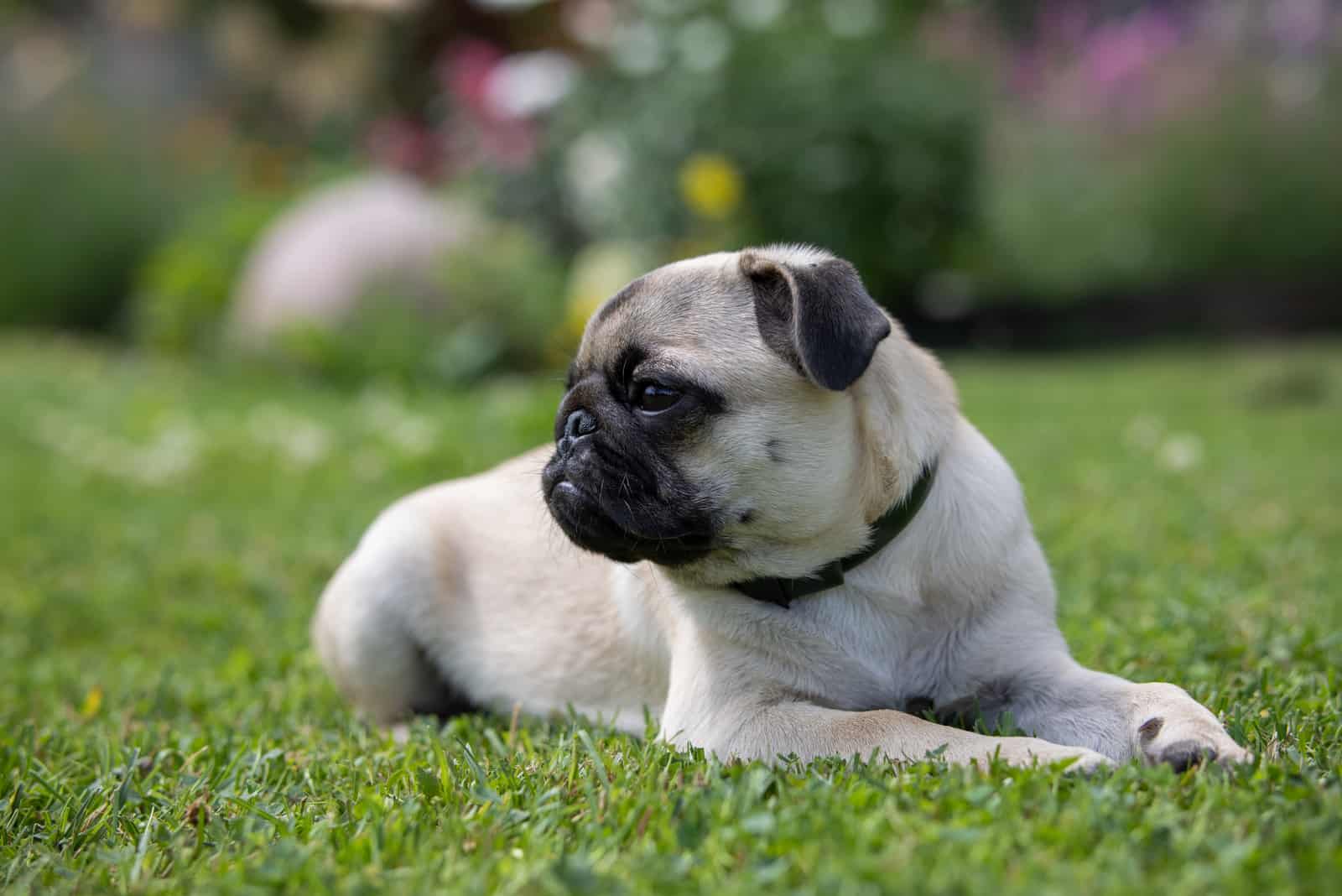 Pug wearing black collar sitting on grass 