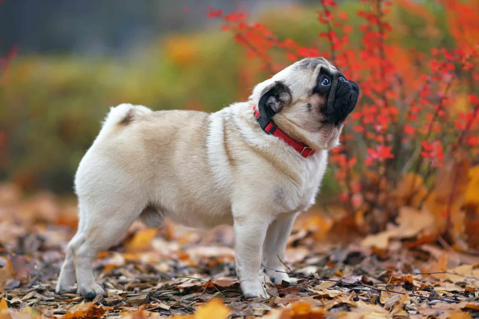 Pug wearing collar standing outside