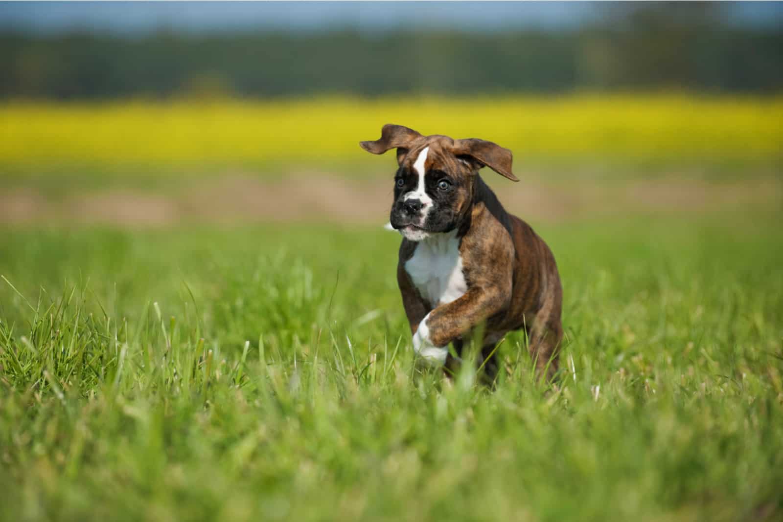 Running boxer puppy in a meadow