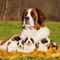 Saint Bernard with puppies sitting on grass