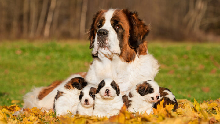 Saint Bernard Growth Chart: How Big Will This Puppy Grow?