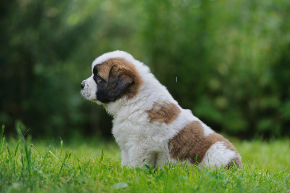 Saint Bernard Growth Chart How Big Will This Puppy Grow?