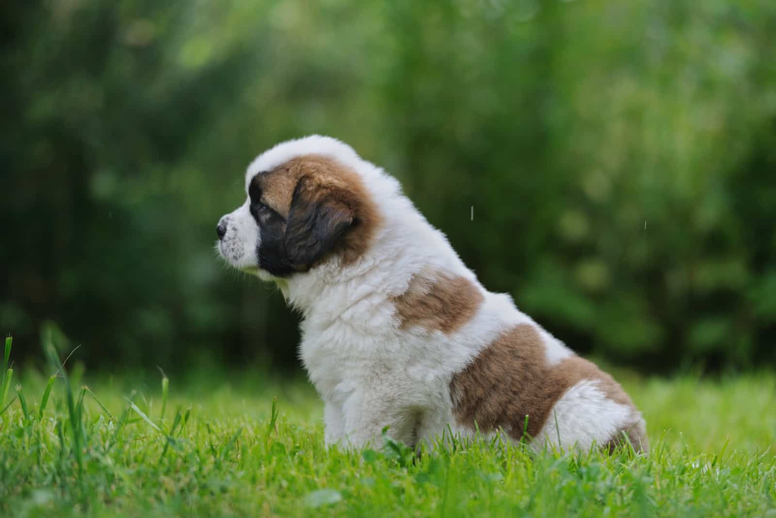 Saint Bernard Puppy sitting on grass looking into distance