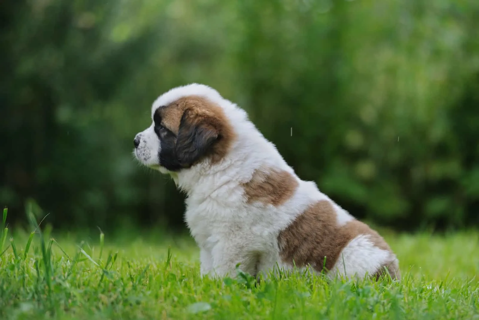 st bernard growth stages