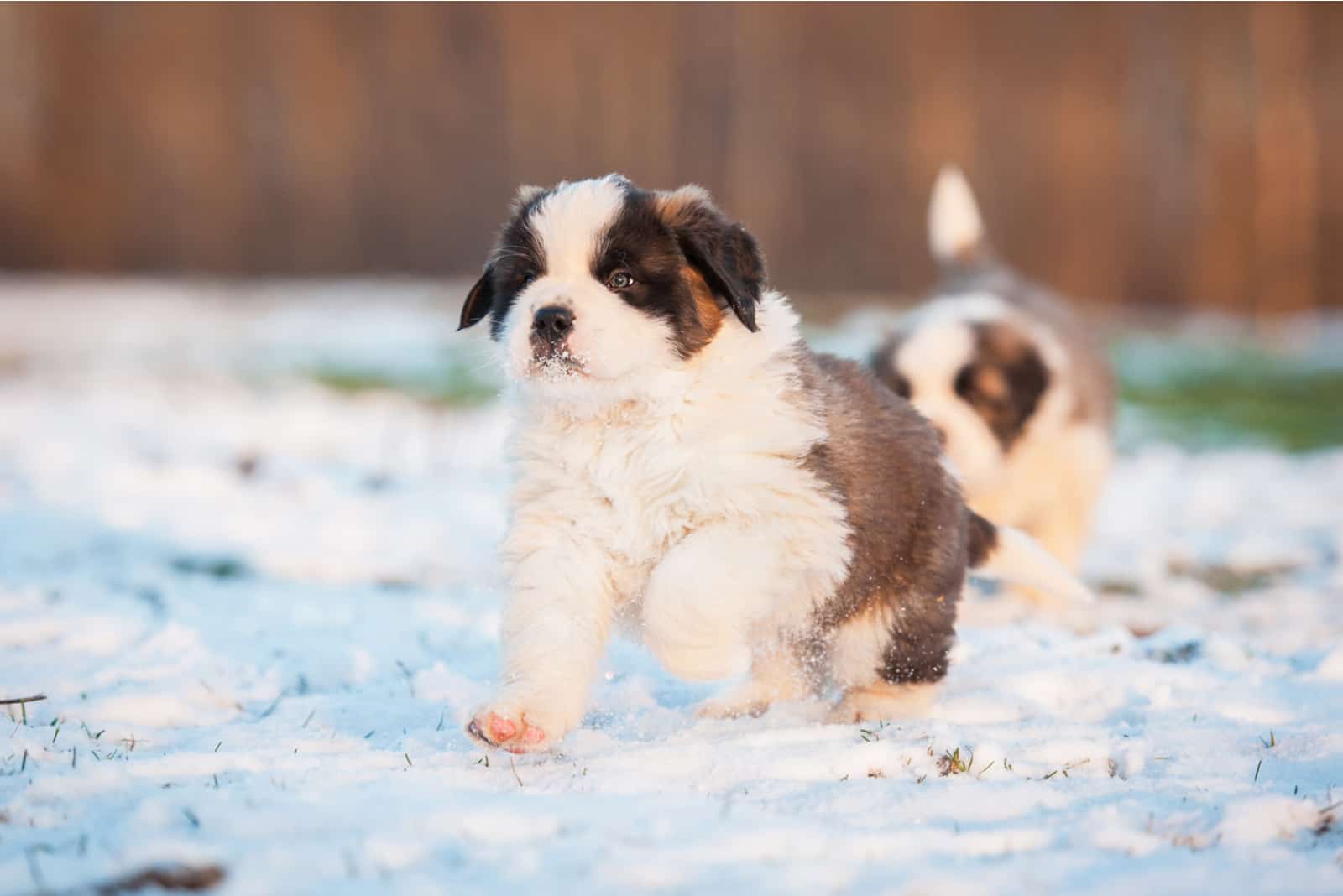 Saint Bernard puppy running on snow
