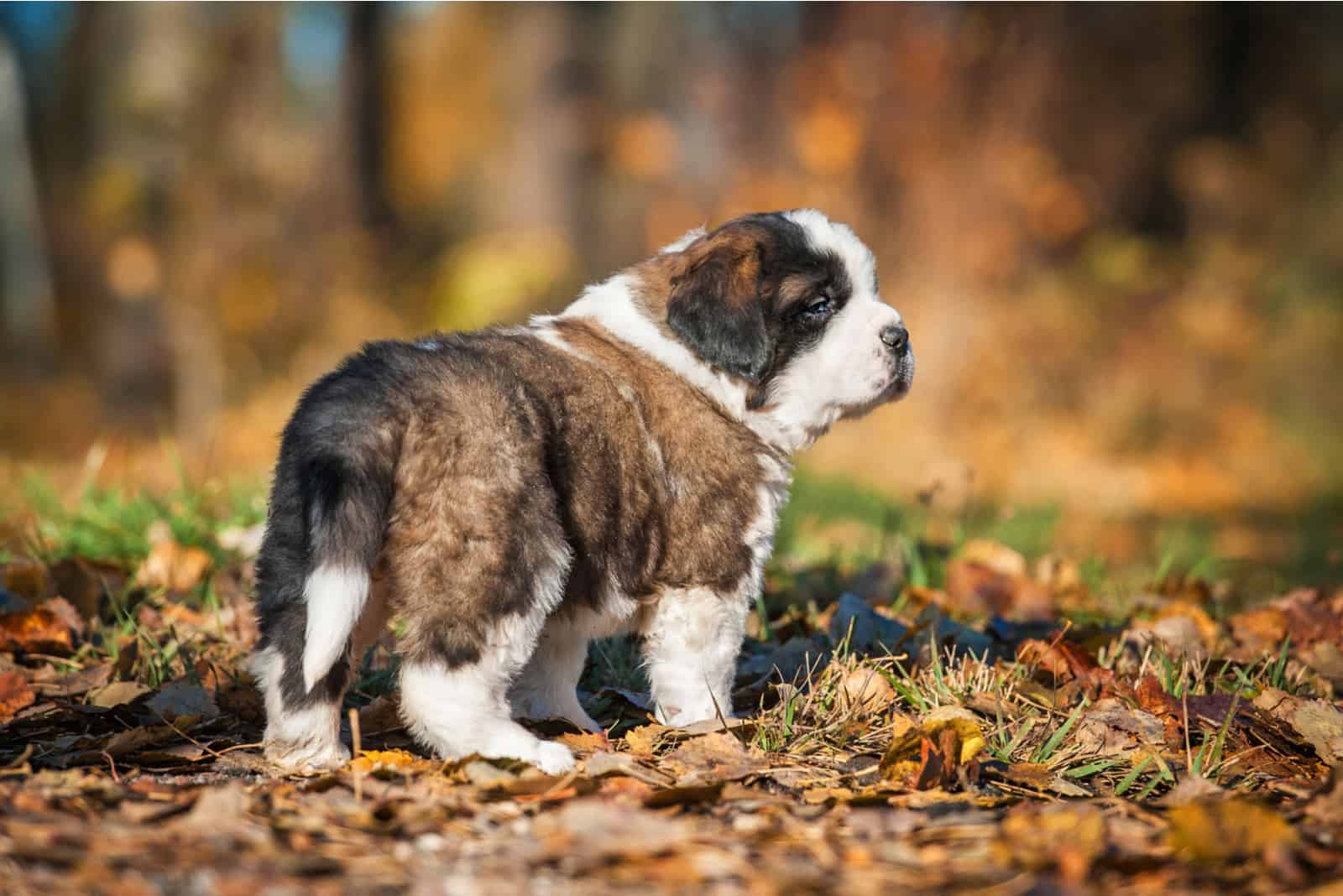 Saint Bernard puppy standing outside
