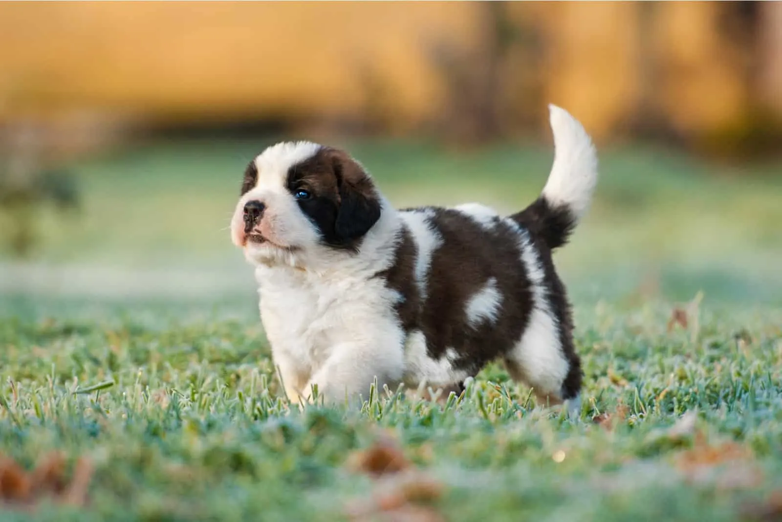Saint Bernard puppy walking on grass outside