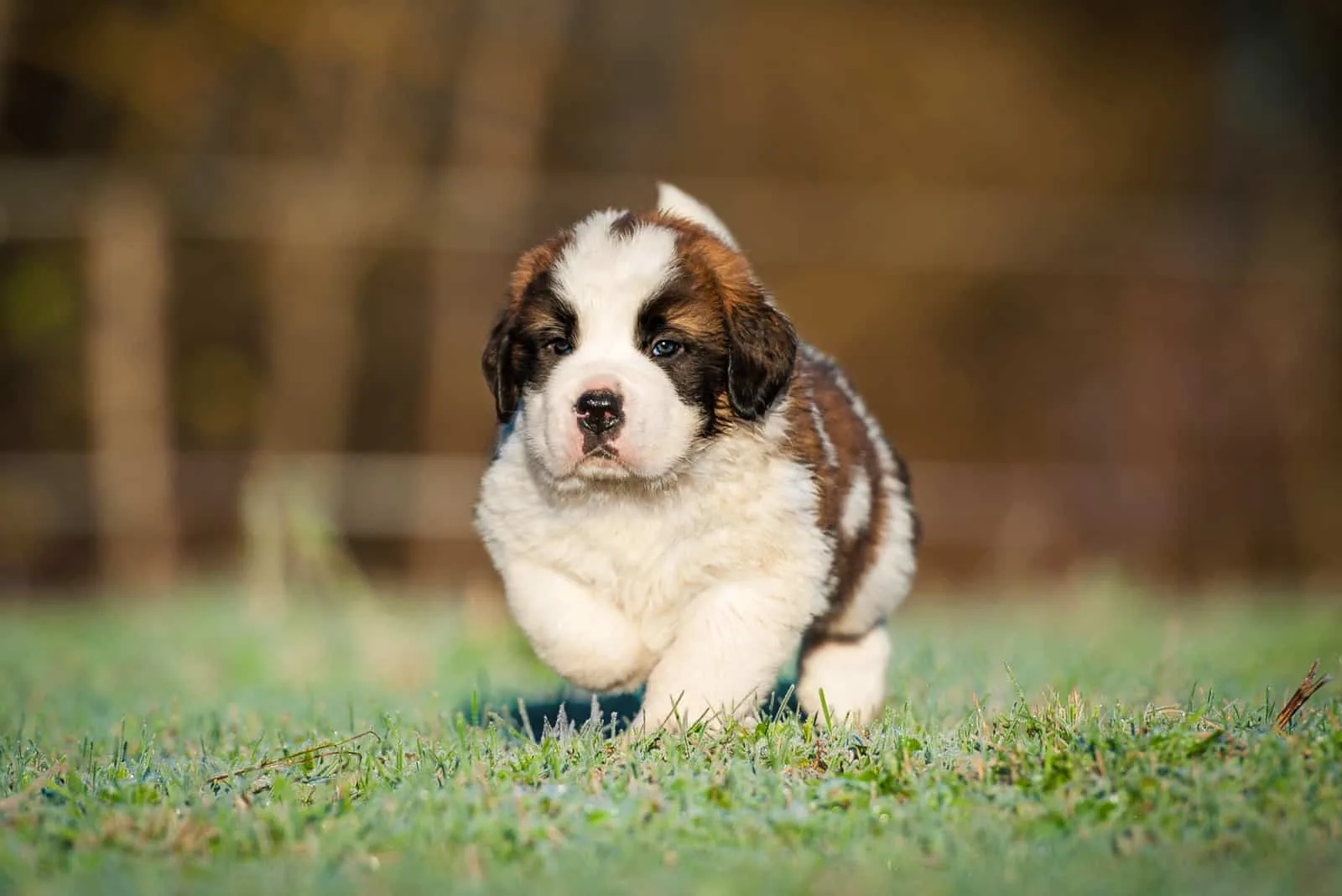 Saint Bernard puppy walking on grass