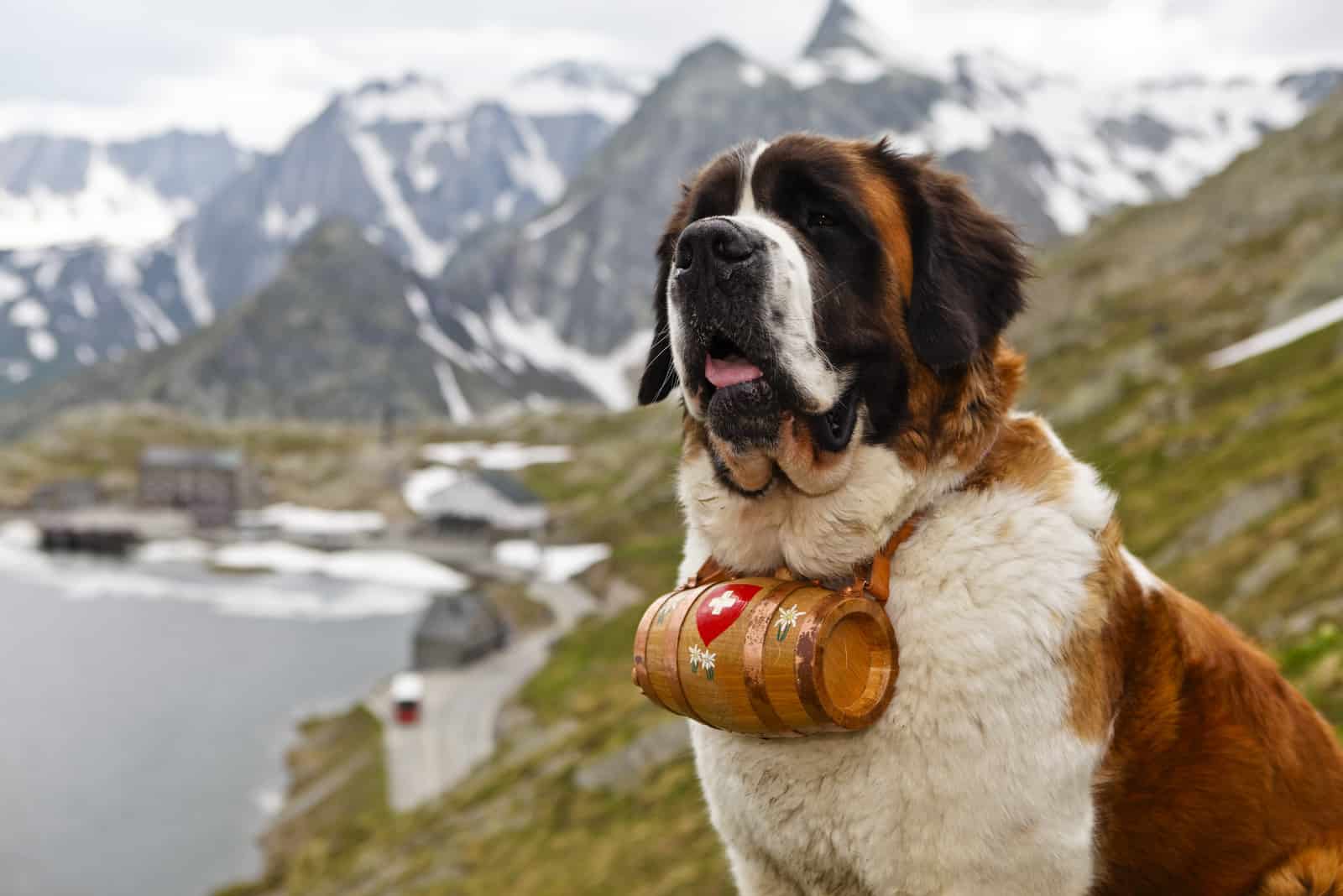 Saint Bernard sitting in nature