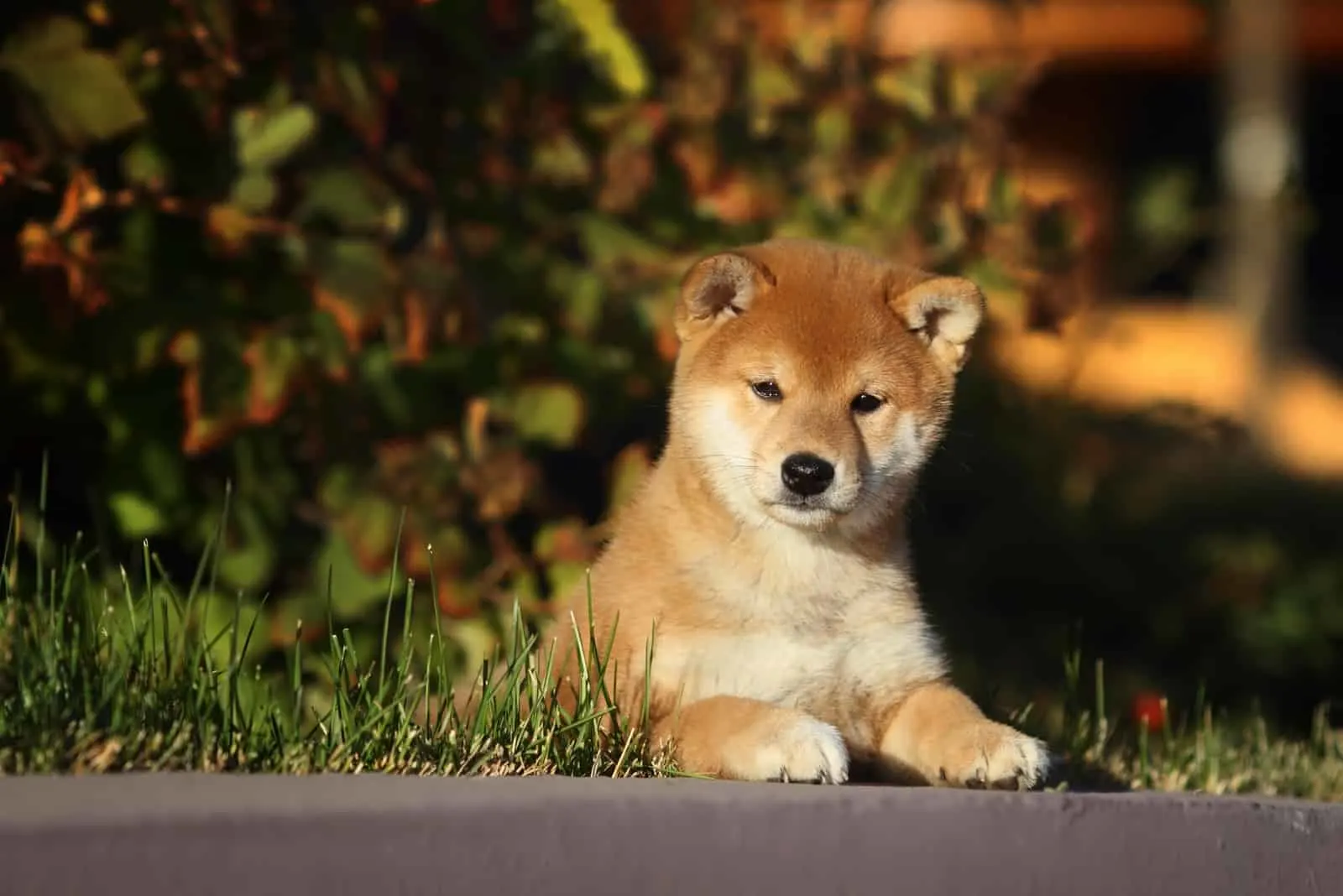 Shiba Inu Puppy lies and looks in front of her