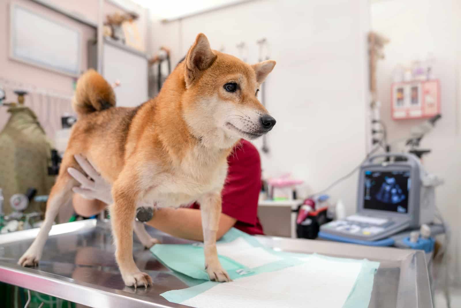 Shiba Inu at the vet