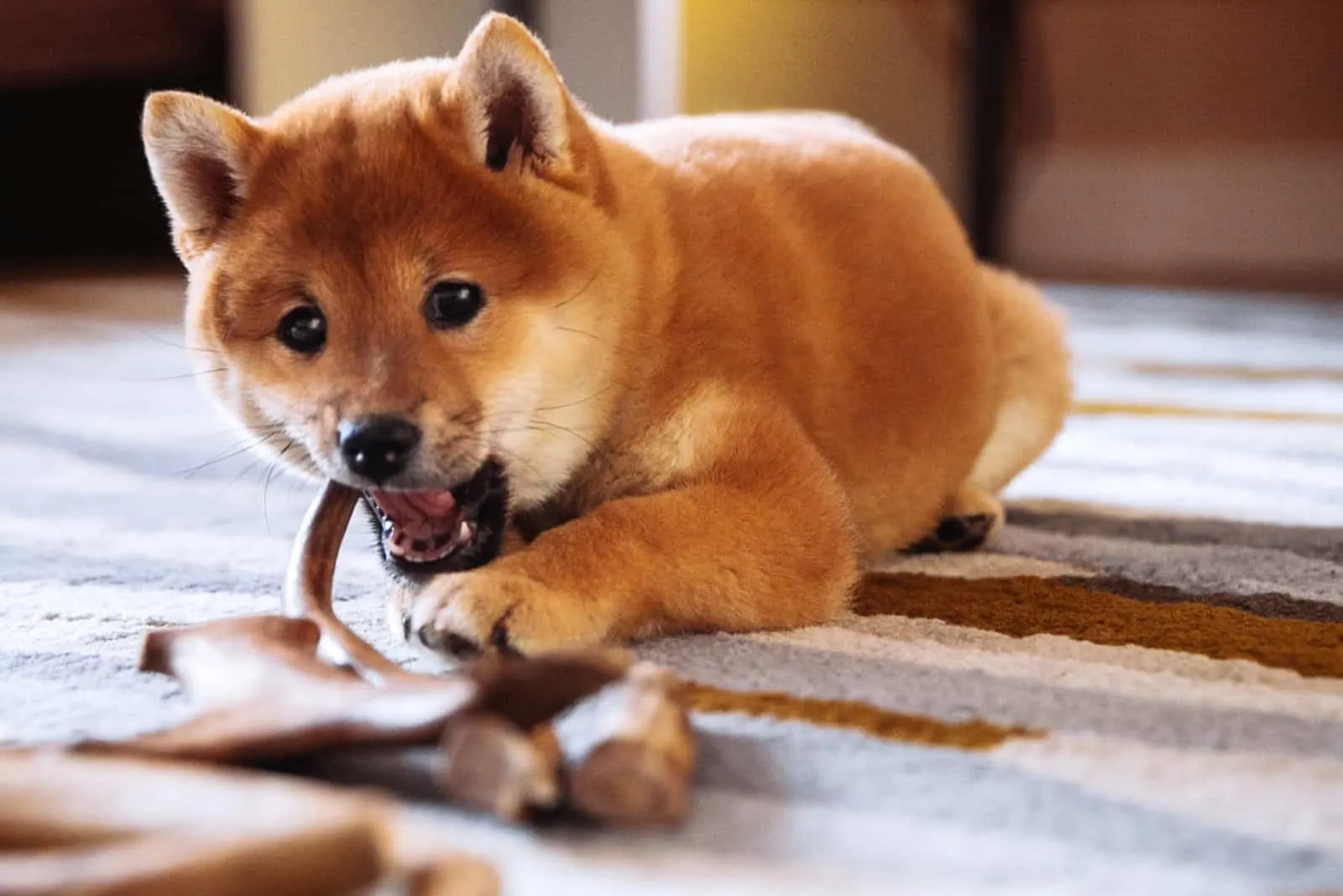 Shiba Inu puppy lies on the floor and eats